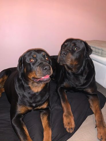 Rottweiler rottweilers Rottweiler puppies 