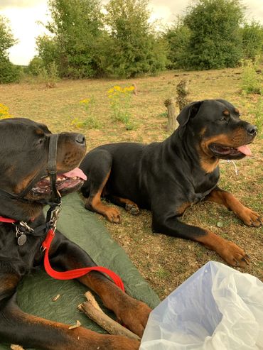Rottweiler rottweilers Rottweiler puppies 