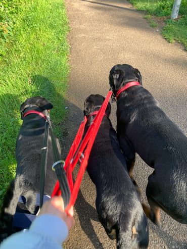 Rottweiler rottweilers 