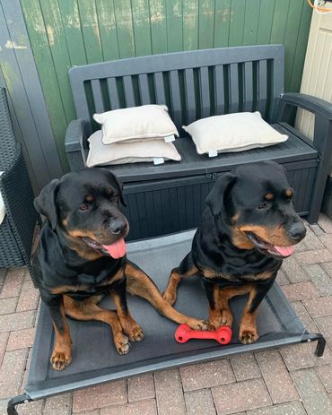 Rottweiler rottweilers Rottweiler puppies 