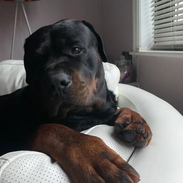 Rottweiler breed studding 