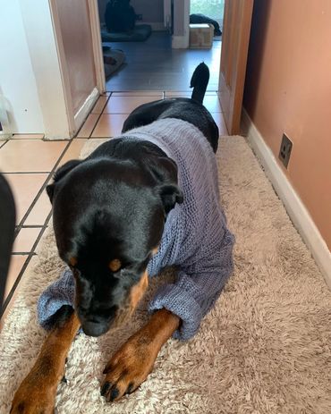 Rottweiler puppy 