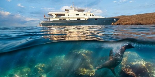 A boat on water with a sea lion swimming underwater.