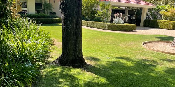 A sunny backyard with green grass, trees, and a garage in the background.