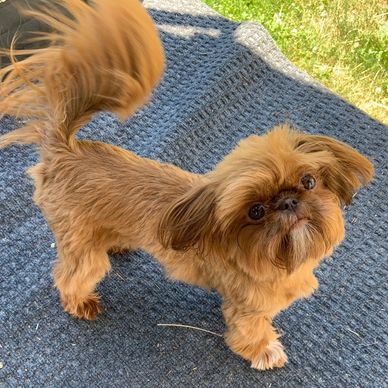 Small fluffy brown dog with expressive eyes standing on a blue mat outdoors.