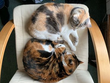 Cat sitting two cats on chair