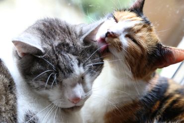 Cat sitting two cats licking