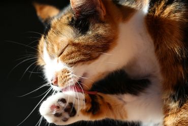 Cat sitting cat licking paw