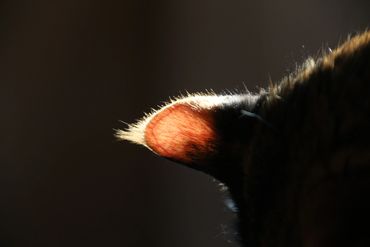cat sitting cat's ear