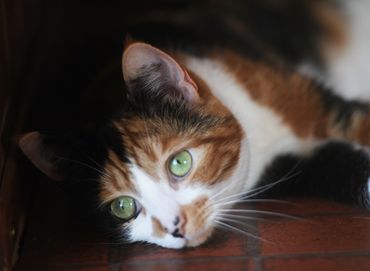 Cat sitting cat lying on floor