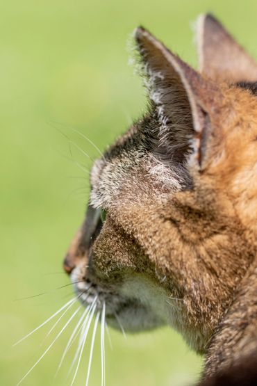 Cat sitting cat profile