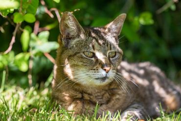 Cat sitting cat in the shade