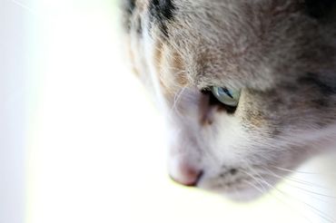 Cat sitting cat close up