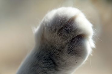 Cat sitting cat paw