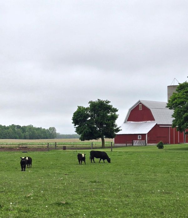 Picture of a farm and cows.