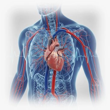 3D illustration of the human heart and circulatory system inside a transparent human torso.
