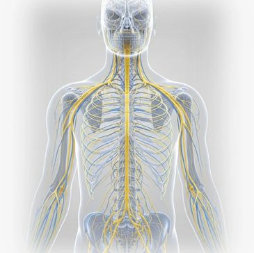 Illustration of the human nervous system highlighting nerves and spinal cord.