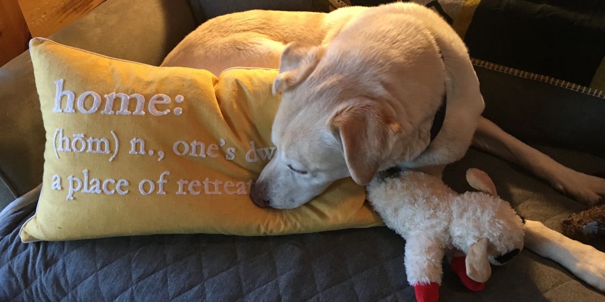 Maximus the Yellow Lab, was our constant companion for 12 years.  He understood Big Dreams!