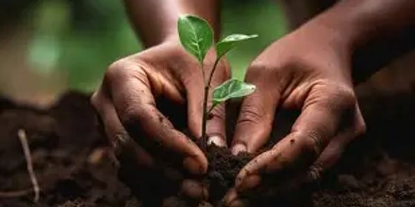 Hands gently planting a small green seedling in rich soil.