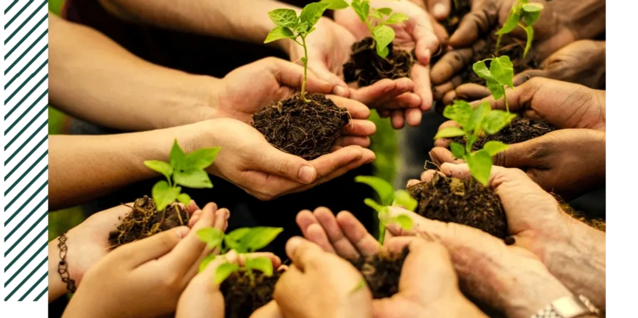 Multiple hands holding small plants with soil, symbolizing growth and unity.