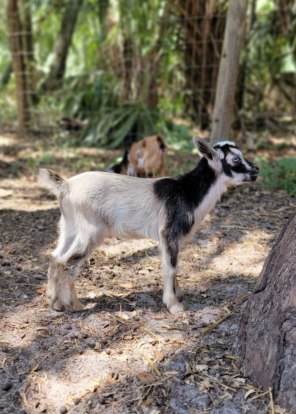 A young black and white goat with striking blue eyes stands on dirt near a tree.