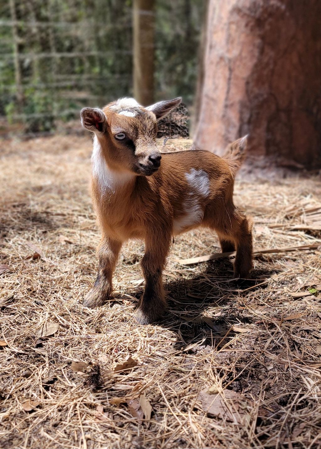 A cute brown and white baby goat standing on straw.