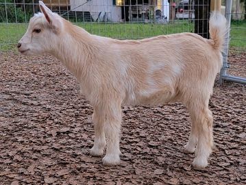 A young light brown goat standing on dry leaves near a fenced area.