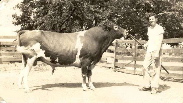 Large bull standing in field.
