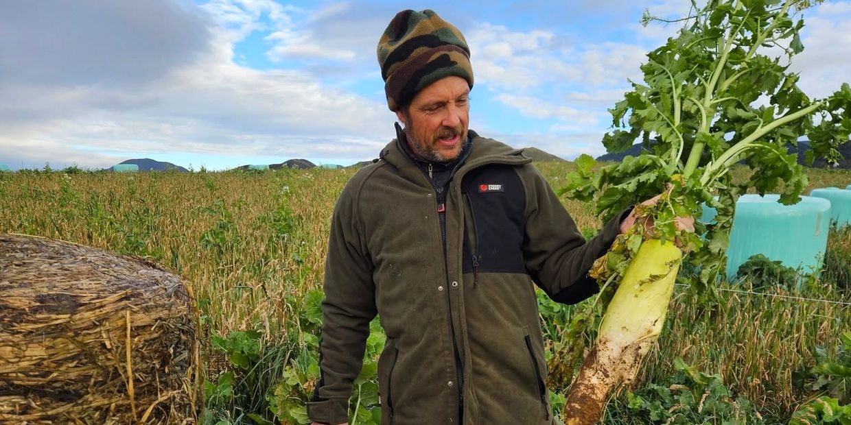 Man holding a large root vegetable in a field.