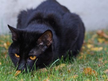 Pet photographer Austin Area Photography captures a black cat looking playful. 