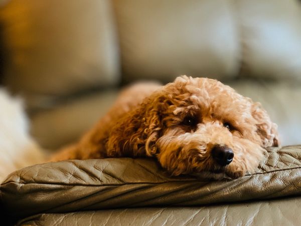 Professional pet photography by Genesis of cute puppy laying on the couch