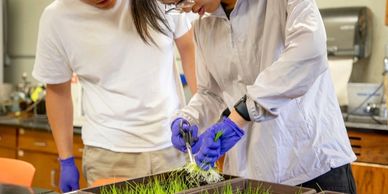 Graduate students Bin Ji (at left) and Shiyu Li find critical rare earth elements in common grasses.