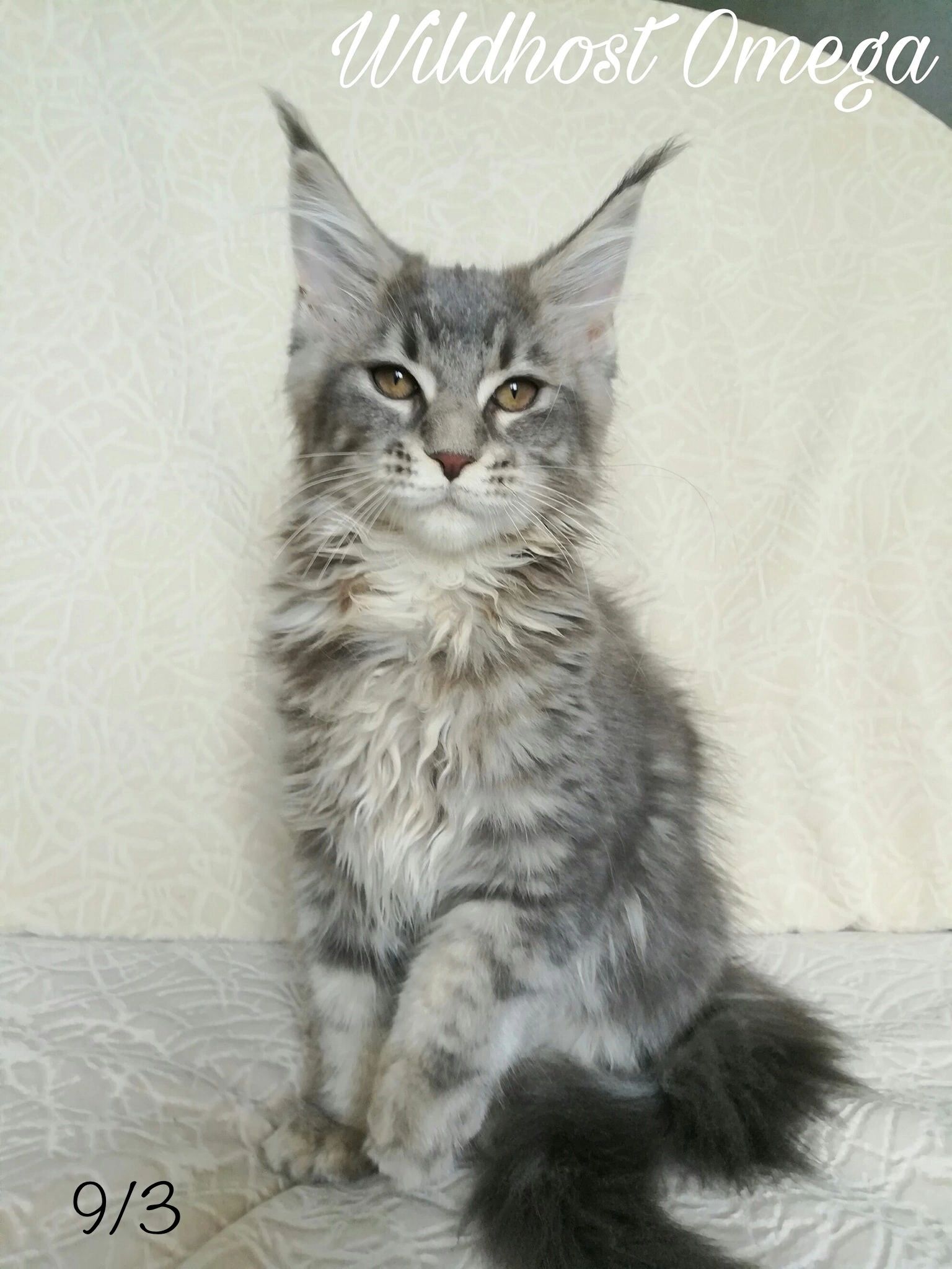 Young Maine Coon cat sitting on a light-colored textured surface.