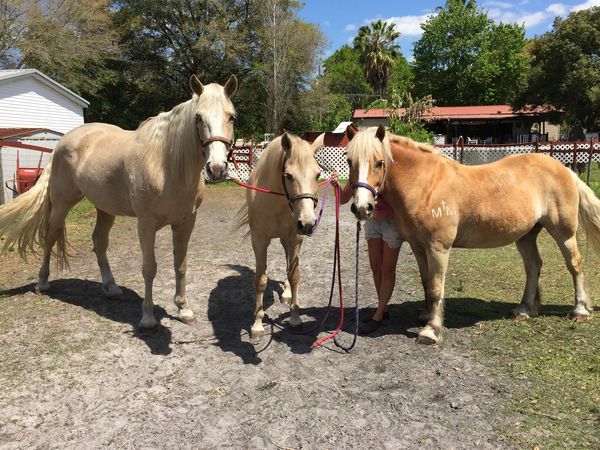Some of the horses pose for the camera !    From left to right.. Warrior, Sugar, and Happy