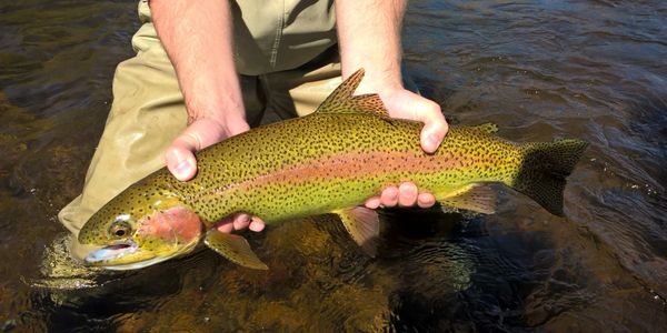 Fly Fishing RMNP