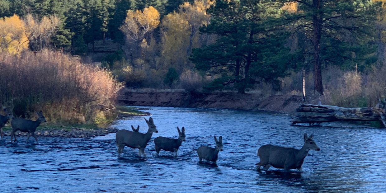 Fly Fishing South Platte River