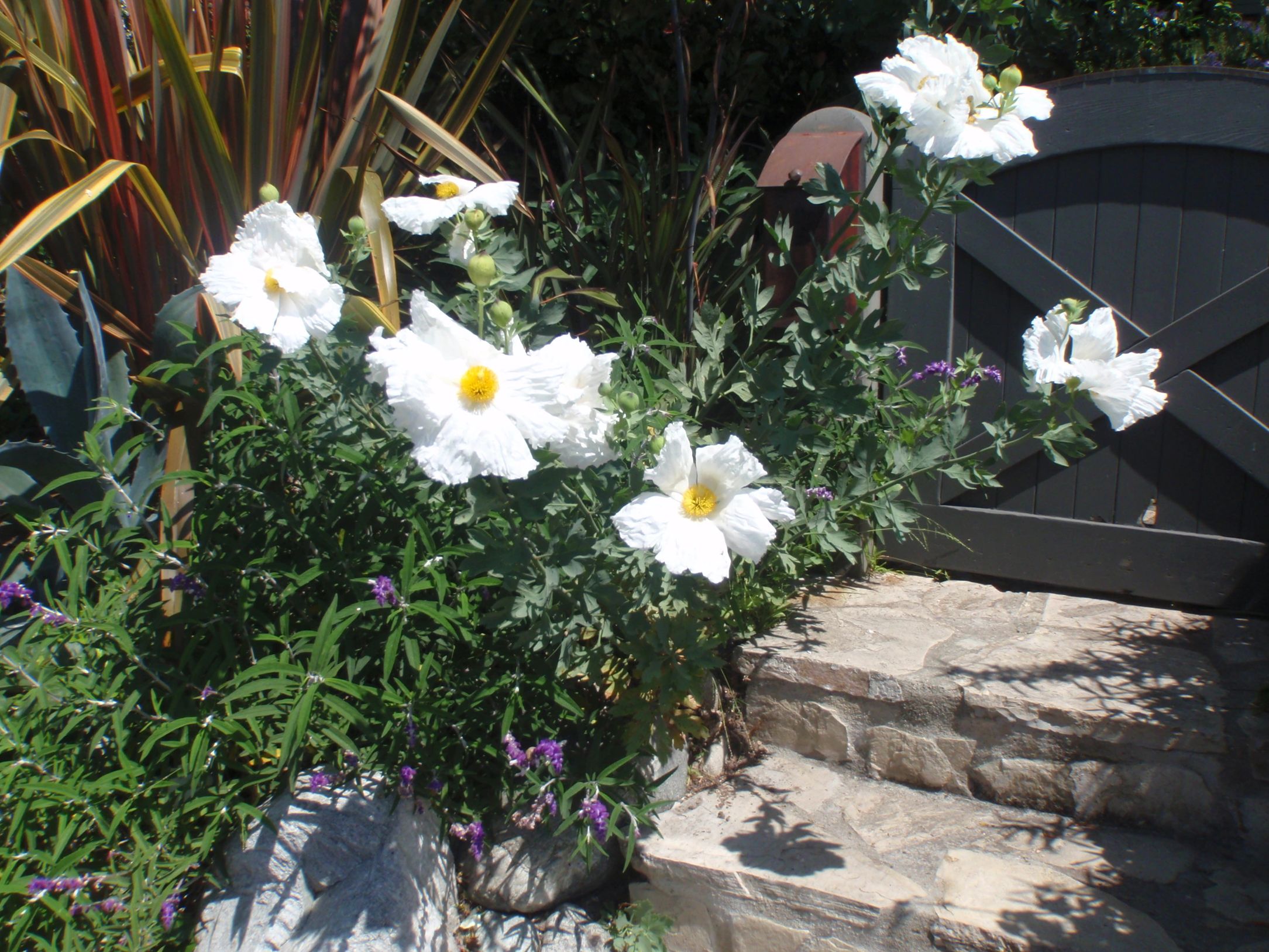 Front entry planting with free form planting combination.  
Romneya coulteri 'White Cloud', Matilija