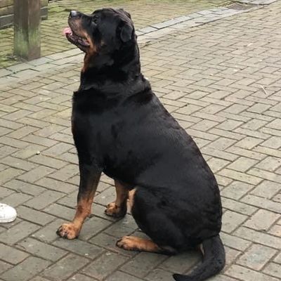 Beautiful Rottweiler patiently waiting for a treat