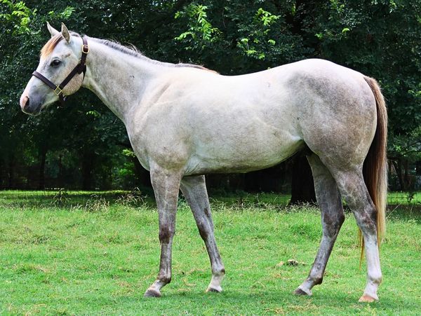 A white horse with a brown mane standing on grass near trees.