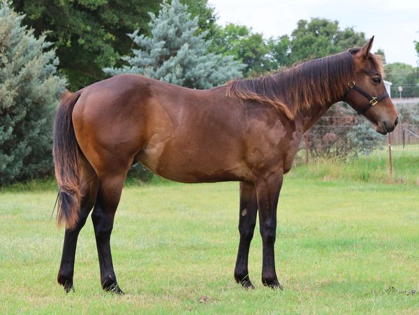 A brown horse standing on grass with trees in the background.