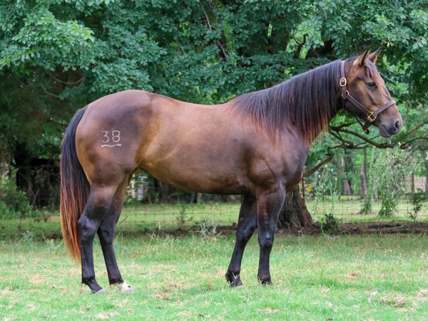 A brown horse with a brand mark '3B' stands on grass near trees.