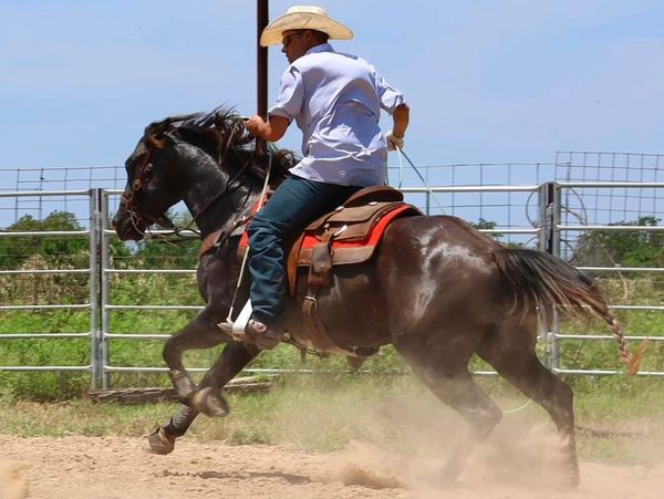 A man in a cowboy hat rides a galloping horse in a fenced area.