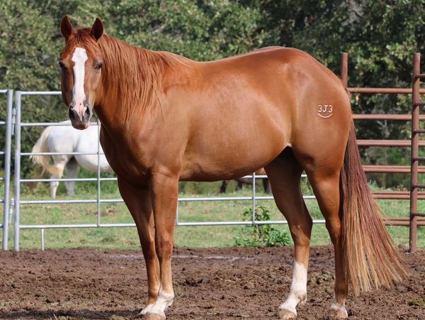 A chestnut horse with a white blaze and leg markings stands in a fenced paddock.