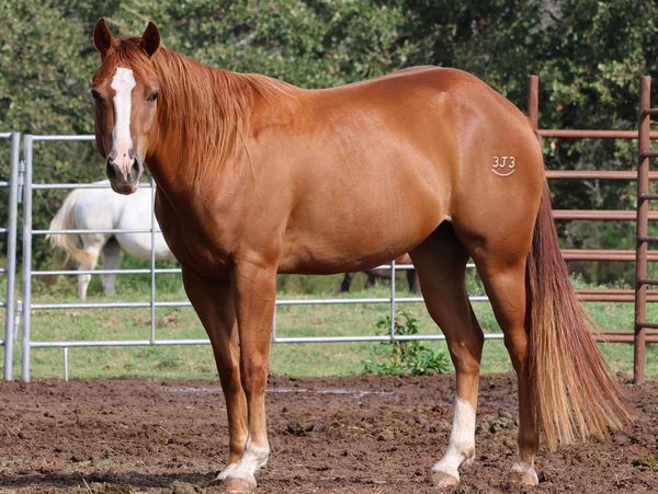 A chestnut horse with a white blaze and brand stands in a fenced area.
