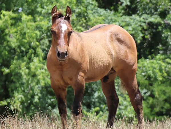 A young brown horse standing in a grassy area with green trees in the background.