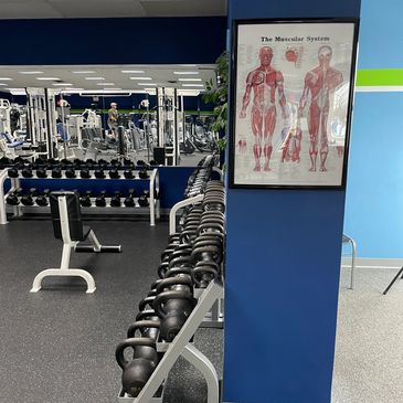 Well-organized gym area with kettlebells and muscular system chart.