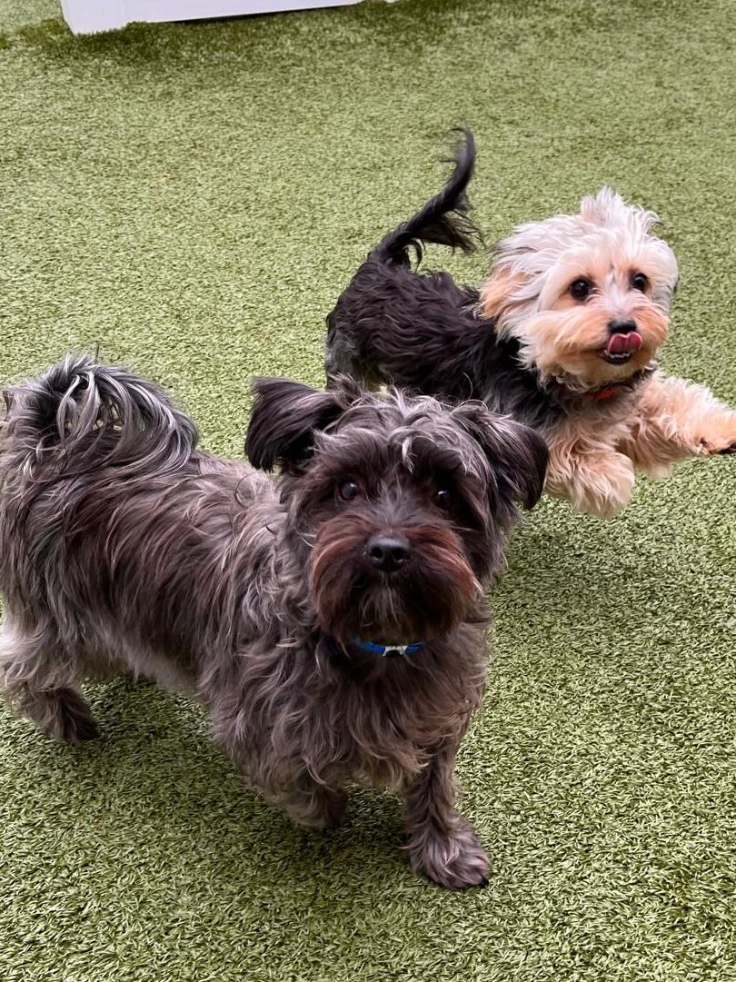 Happy dogs in park
