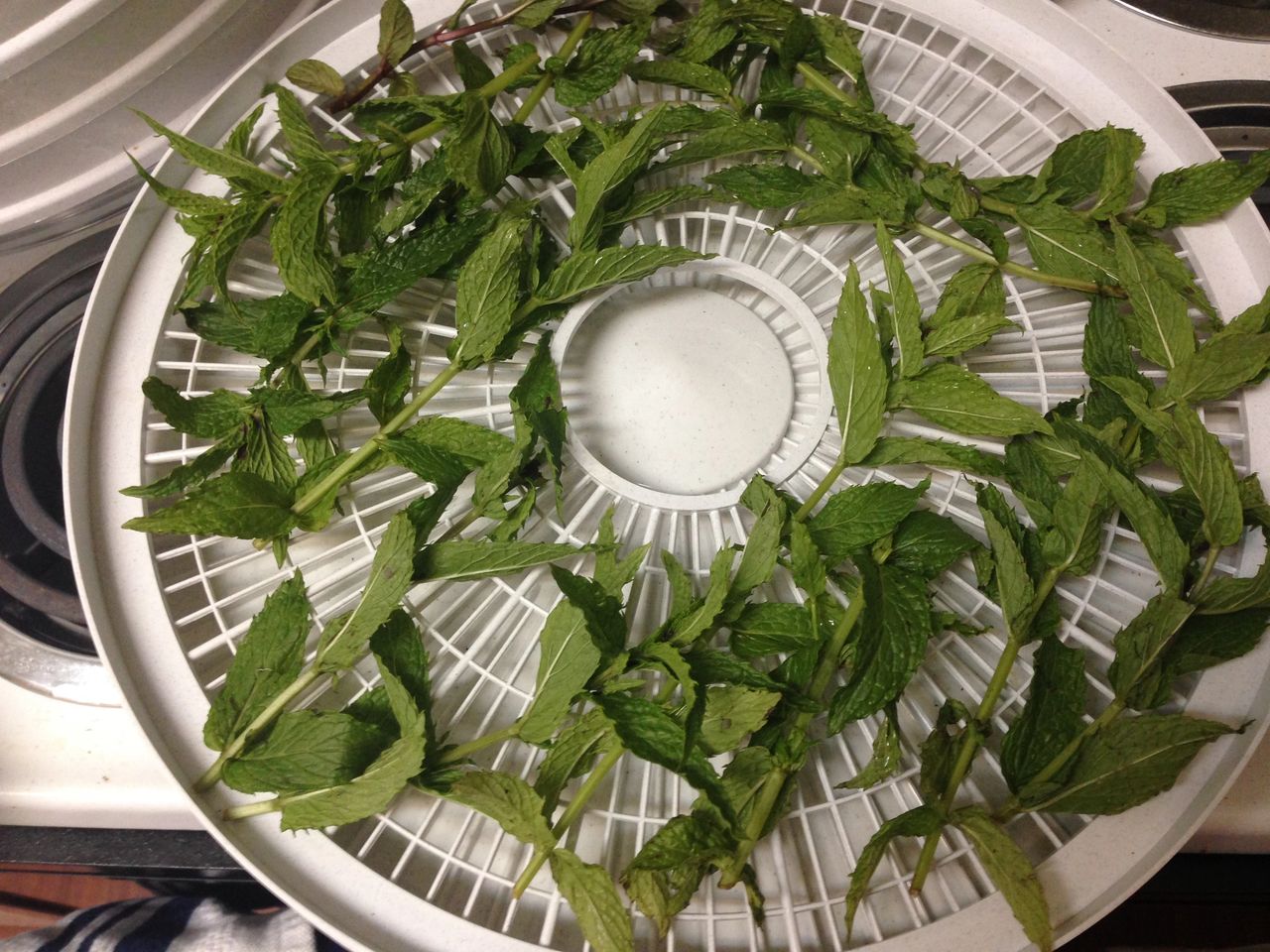 Dehydrating Herbs in my New Dehydrator! - Grandma's Little Gardens