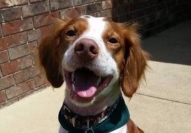 American Brittany Spaniel