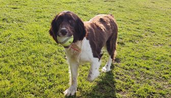 English Springer spaniel